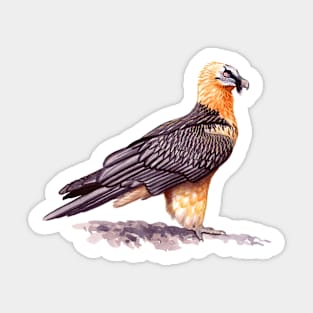 Bearded Vulture Sticker